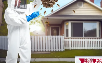 Destruction de nid de frelon gratuit