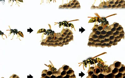 Durée de vie d&rsquo;un nid de guêpes