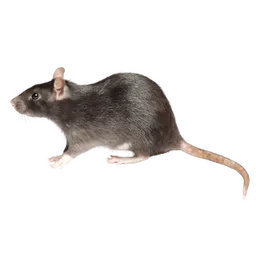 Traitement rat à Orléans