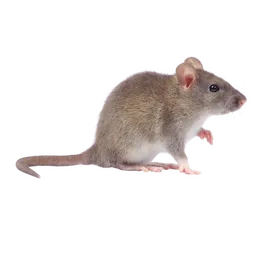 Traitement souris à Orléans